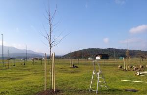 ZASADITEV DREVES OB NOVEM PARKIRIŠČU PRI OŠ CERKNICA 02 FOTO BOŠTJAN OTONIČAR